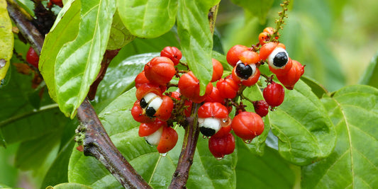 Wat is guarana?